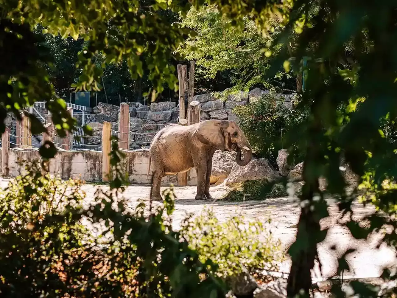 Elefant im Tiergarten Schönbrunn Wien